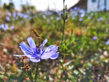 Close-up of blue flower blooming outdoors