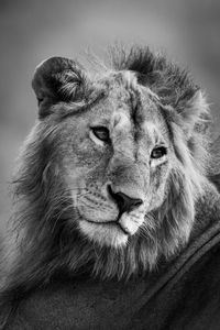 Mono close-up of male lion turning head