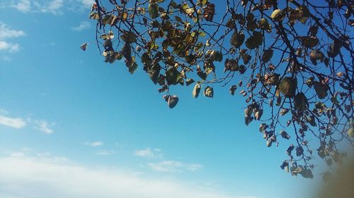 Low angle view of flower tree against sky