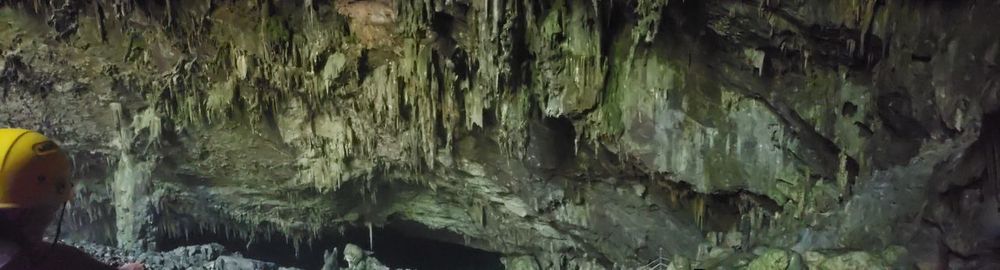 Full frame shot of trees in forest