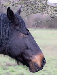 Close-up of a horse on field