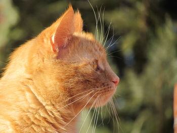 Close-up of a cat