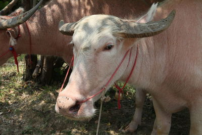 Close-up of a horse on field