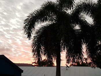 Low angle view of palm trees against sky during sunset
