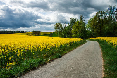 Scenic view of yellow flowering field against sky