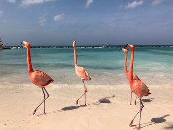 Birds on sand against sky