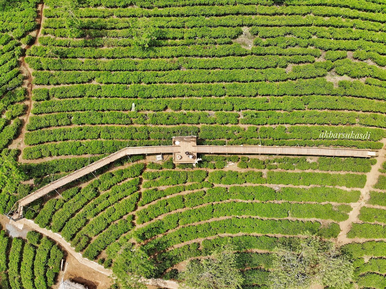 green color, growth, plant, agriculture, crop, rural scene, landscape, scenics - nature, farm, environment, nature, land, beauty in nature, no people, field, plantation, day, tranquil scene, aerial view, tranquility, outdoors, winemaking