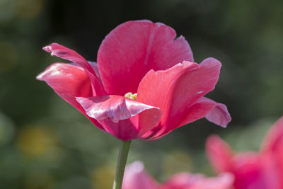 Close-up of pink flowering plant