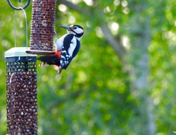 Bird perching on wooden post