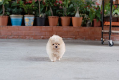 Portrait of a small light brown pomeranian puppy