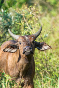 Close-up of cow standing on field