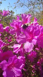 Close-up of pink flowering plant