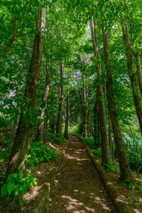 Walkway amidst trees in forest