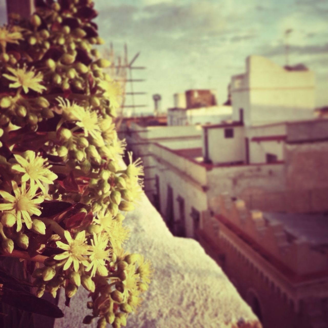 building exterior, architecture, built structure, house, residential structure, residential building, sky, focus on foreground, flower, selective focus, roof, plant, growth, outdoors, day, residential district, no people, city, nature, close-up