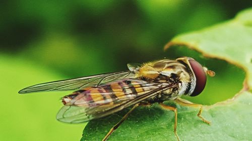 Close-up of insect on leaf