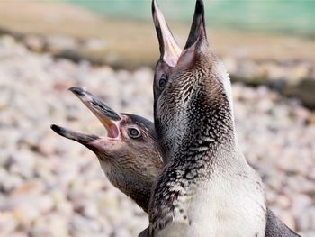 Close-up of an animal