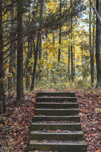 Walkway amidst trees in forest during autumn