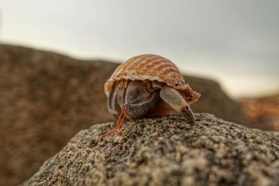 Hermit crab hiding in its home while perched on a rock