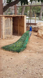 View of peacock