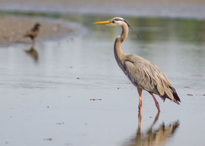 High angle view of gray heron on lake