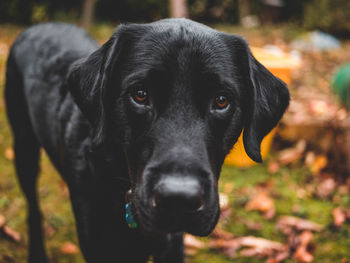 Close-up portrait of black dog