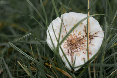 Close-up of white flowering plant on field