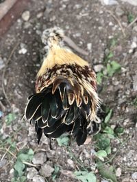 Close-up of a bird