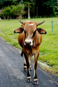 Young oxen in a tourist-focused farm where you can see a range of oxen in cuba.