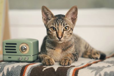 Portrait of cat relaxing at home