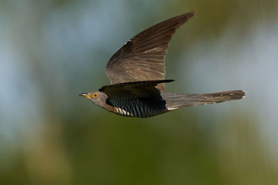 Close-up of bird flying