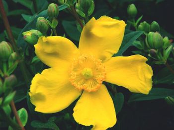 Close-up of yellow flower