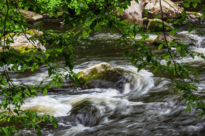 Stream flowing through rocks in forest