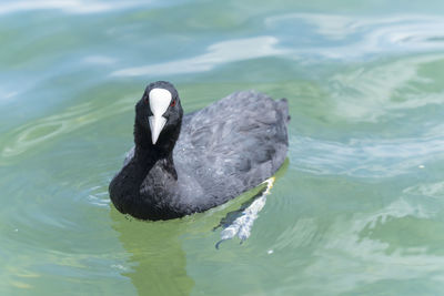 Duck swimming in lake