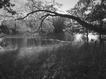 Trees by lake in forest