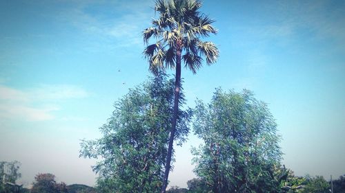 Low angle view of trees against blue sky