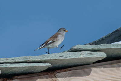 Bird perching on wood against clear blue sky