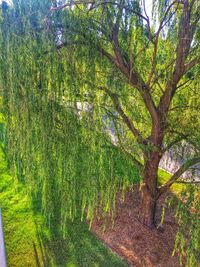 Trees growing on grassy field