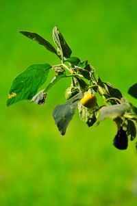 Close-up of fresh green leaves on plant