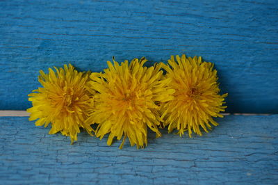 Close-up of yellow flower