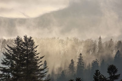 Pine trees in forest against sky