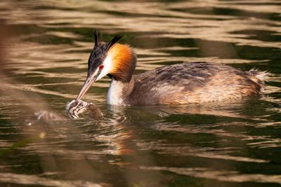 Duck swimming in lake