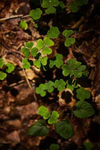 Close-up of leaves