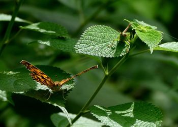 Close-up of insect on plant