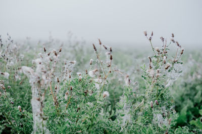 Close-up of flowering plants on field