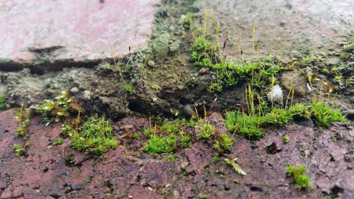 Plants growing on rocks
