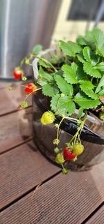 Close-up of berries on table