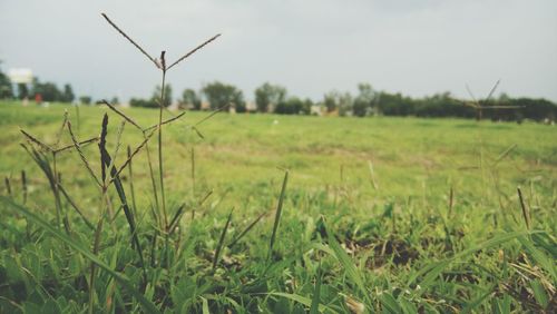 Plants growing on grassy field