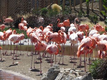 Flock of birds in water