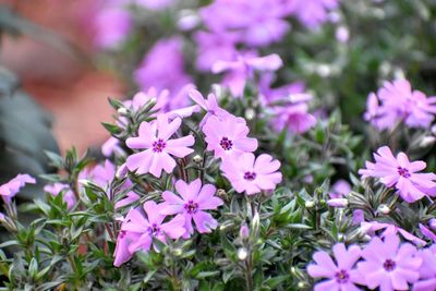 Close-up of pink flowering plants
