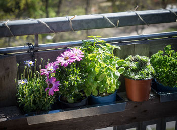 Close-up of potted plants